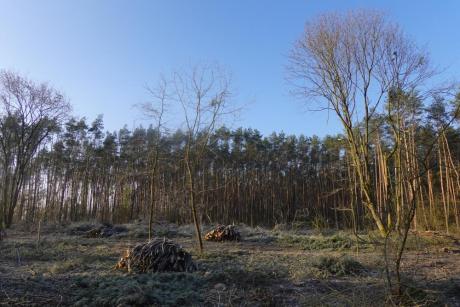 Zakończono pracę uprzątnięcia drzew pod nową siedzibę Nadleśnictwa Karwin