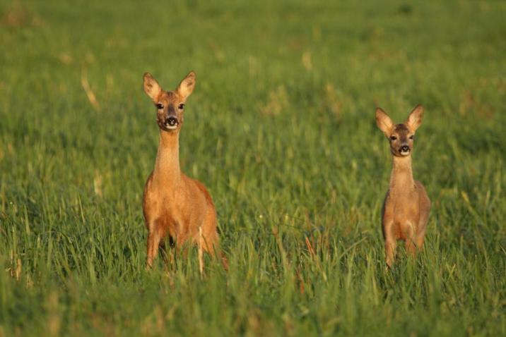 Fotografia&#x20;przedstawia&#x20;dwie&#x20;sarny&#x20;na&#x20;zielonym&#x20;tle&#x20;środowiska&#x20;naturalnego&#x2f;fot&#x2e;&#x20;M&#x2e;&#x20;Tomczak