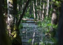 Kompleksowy projekt adaptacji lasów i leśnictwa do zmian klimatu