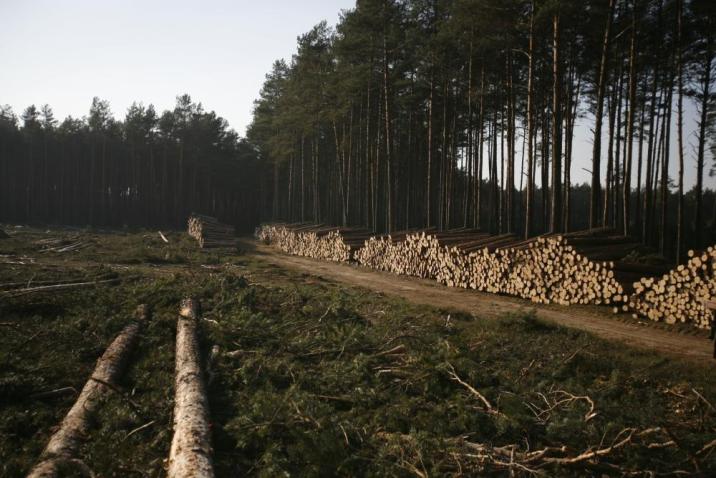 Fotografia&#x20;przedstawia&#x20;sortyment&#x20;drzewny&#x2c;&#x20;wałki&#x20;sosnowe&#x20;poukładane&#x20;w&#x20;owalne&#x20;i&#x20;trapezowe&#x20;stosy&#x2e;&#x20;Drewno&#x20;ustawione&#x20;jest&#x20;w&#x20;miejscu&#x20;ścinki&#x20;&#x28;pozyskania&#x29;&#x20;drewna&#x20;metodą&#x20;maszynową&#x2e;&#x20;Za&#x20;stosem&#x20;wałków&#x20;sortymentu&#x20;drzewnego&#x2c;&#x20;widoczny&#x20;jest&#x20;żuraw&#x20;maszyny&#x20;służącej&#x20;do&#x20;pracy&#x20;z&#x20;drewnem&#x2f;&#x20;fot&#x2e;&#x20;M&#x2e;&#x20;Tomczak